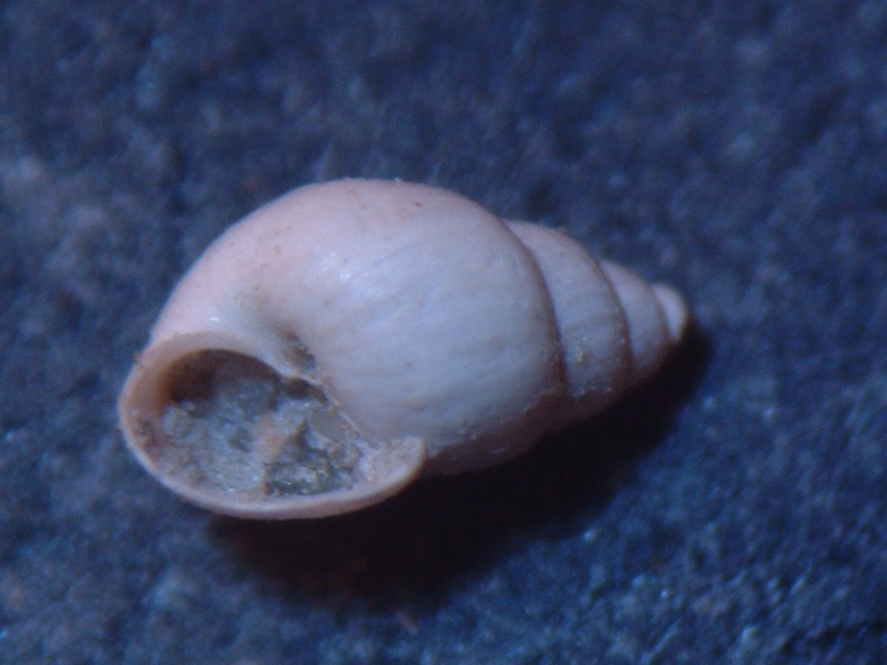 pyramidellidae plioceniche